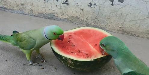 西瓜家装图 