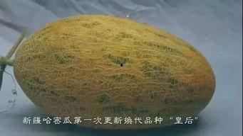 黑料吃瓜网apk普通安装 