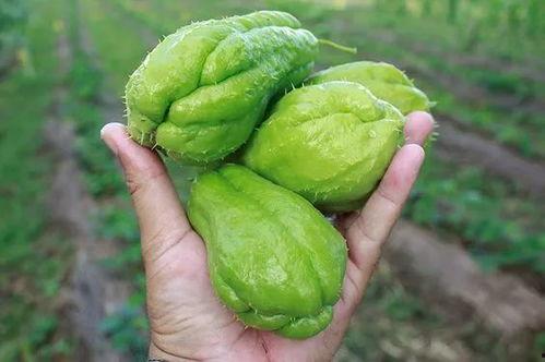黑料吃瓜网apk普通安装  第3张