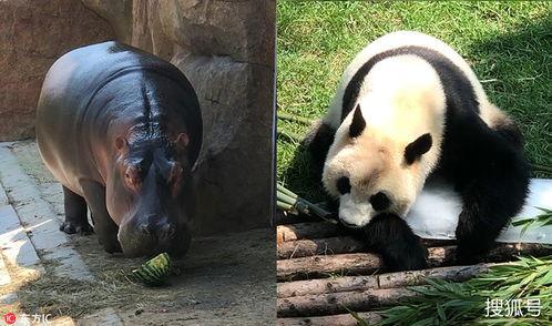 黑料吃瓜网apk普通安装 
