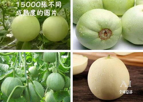 黑料吃瓜网apk普通安装 